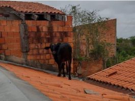 Pela manhã, o animal apareceu no alto da casa de uma família, causando espanto. (Foto: Andressa Souza)