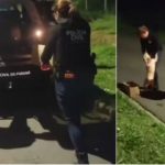 Os policiais da Delegacia de Furtos e Roubos de Veículos (DFRV) faziam diligências no bairro quando enxergaram, na beira da estrada, uma caixa de papelão e uma cachorra branca ao lado, o que chamou a atenção dos investigadores. (Foto: Instagram)