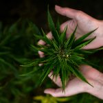 A decisão autoriza a planta para fins medicinais, farmacêuticos ou industriais, visando à produção de medicamentos e outros subprodutos. (Foto: Unsplash)