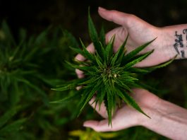 A decisão autoriza a planta para fins medicinais, farmacêuticos ou industriais, visando à produção de medicamentos e outros subprodutos. (Foto: Unsplash)