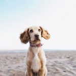 A taxação é estabelecida individualmente por cada município, com valores que variam dependendo da localidade e da raça do animal. (Foto: Unsplash)