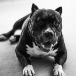 A tutora do cachorro relatou à PM que ele foi atacado ao passar pelos fundos da casa, onde o pitbull tinha um espaço reservado. (Foto: Unsplash)