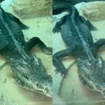 O Zoológico de Guangzhou, na China, está no centro de uma polêmica. Um vídeo mostrando um crocodilo magro a ponto de revelar sua espinha e costelas viralizou nas redes sociais. (Foto: Reprodução)