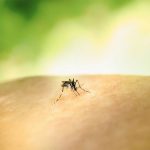 Os resultados dos testes clínicos indicam uma eficácia de 79,6% na prevenção de casos sintomáticos da dengue, conforme estudo publicado na revista New England Journal of Medicine. (Foto: Unplash)