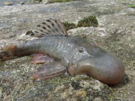 A pesquisa foi conduzida pela Conservation International, uma organização ambiental sem fins lucrativos, durante uma expedição de 38 dias em 2022. (Foto: Robinson Olivera/Conservação Internacional)