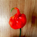 A pimenta Carolina Reaper, considerada a mais forte do mundo pelo Guinness World Records, desafia até os paladares mais resistentes. (Foto: Instagram)