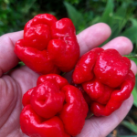 Assim, tendo até 2 milhões de unidades na Escala Scoville Heat Units (SHU), ela se destaca como um verdadeiro ícone da culinária picante. (Foto: Instagram)