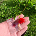 Com isso, cbinando um sabor frutado e doce com uma intensidade quase insuportável, essa pimenta se tornou símbolo de inovação no universo das especiarias. (Foto: Instagram)