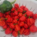 Ademais, a Carolina Reaper atrai tanto aventureiros quanto competidores em desafios de resistência ao calor. (Foto: Instagram)