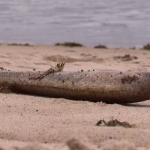 Mais de 130 peixes da espécie moreia foram encontrados mortos por moradores em praias de João Pessoa, na manhã desta quinta-feira (26). (Foto: Reprodução)