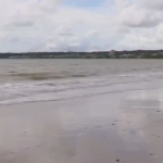 Mais de 130 moreias são achadas mortas em praias de João Pessoa. (Foto: Reprodução)