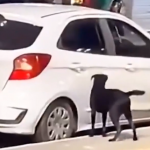 Nas imagens é possível ver um carro branco chegando na Praça dos Eucaliptos, em Queimados. (Foto: Reprodução)