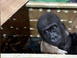 O gorila chegou ao país em uma caixa enviada em um voo vindo da Nigéria, com destino final em Bangkok, na Tailândia. (Foto: TURKISH TRADE MINISTRY / TURKISH AGRICULTURE MINISTRY)