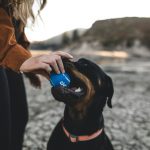 Um estudo recente publicado na Scientific Reports, conduzido por cientistas da Universidade de Bristol, revela que os cachorros têm a incrível habilidade de farejar o estresse humano (Foto: Unsplash)