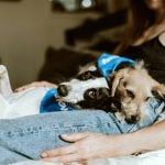 Cachorros desenvolveram uma conexão forte com os humanos (Foto: Unsplash)