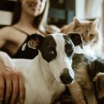 O estudo analisou 18 raças de cachorros e confirmou que eles não são apenas capazes de perceber o estresse, mas também respondem emocionalmente a ele (Foto: Unsplash)