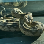 Agentes policiais da vila de Needham, no estado de Massachusetts, nos Estados Unidos, atenderam a um chamado de uma mulher preocupada, que acreditava haver uma cobra em sua residência. (Foto: Instagram/Needham Police)