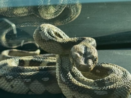 Agentes policiais da vila de Needham, no estado de Massachusetts, nos Estados Unidos, atenderam a um chamado de uma mulher preocupada, que acreditava haver uma cobra em sua residência. (Foto: Instagram/Needham Police)