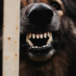 Segundo as autoridades, o crime teria sido motivado por uma discussão entre vizinhos envolvendo um cachorro que teria avançado contra a vítima. (Foto: Divulgação/Unsplash)