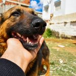 Com mais de 80 milhões de cães e gatos no Brasil, a criação de um cadastro nacional representa um grande passo na organização e proteção dessa população. (Foto: Unsplash)