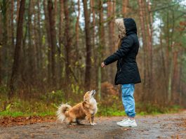 De acordo com uma pesquisa da Universidade de Bristol, no Reino Unido, publicada no jornal Scientific Reports, ela apontou que o contágio emocional dos seres humanos pode afetar a saúde dos cachorros. (Foto: Pexels)