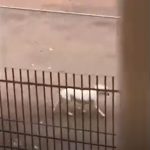 Embora o atropelamento não tenha sido capturado no vídeo, o pit-bull ficou ferido e foi levado a uma clínica veterinária na região administrativa para receber atendimento. (Foto:Instagram)