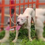 De acordo com testemunhas, o ato foi registrado em vídeo, que mostra o momento em que o suspeito acelera em direção ao cachorro. (Foto:Instagram)