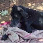 Um rapaz, de 21 anos, foi multado em R$3 mil e responderá criminalmente após abandonar um cachorro em uma calçada, em Teodoro Sampaio (SP). (Foto: Reprodução)