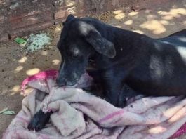 Um rapaz, de 21 anos, foi multado em R$3 mil e responderá criminalmente após abandonar um cachorro em uma calçada, em Teodoro Sampaio (SP). (Foto: Reprodução)