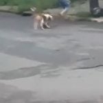 Moradores da região tentaram intervir e salvar o cão menor, mas o pitbull não soltava a presa. (Foto: TikTok)