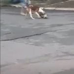 O sargento aposentado, que não foi identificado, é considerado um herói por ter salvo a vida do cão menor. (Foto: TikTok)