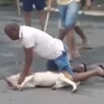 O incidente ocorreu na quadra QNM 19, em Ceilândia, e mostra o pit-bull enfurecido mordendo e balançando o pequeno cachorro pelo pescoço. (Foto: TikTok)