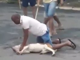 O incidente ocorreu na quadra QNM 19, em Ceilândia, e mostra o pit-bull enfurecido mordendo e balançando o pequeno cachorro pelo pescoço. (Foto: TikTok)