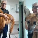 O animal foi encontrado na quarta-feira (8) e passou por uma cirurgia de amputação realizada pelo veterinário Rodrigo Levy Casotti. (Foto: ONG Associação Mata Ciliar)