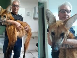 O animal foi encontrado na quarta-feira (8) e passou por uma cirurgia de amputação realizada pelo veterinário Rodrigo Levy Casotti. (Foto: ONG Associação Mata Ciliar)