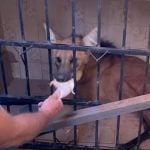 De acordo com o veterinário Rodrigo Levy Casotti, o lobo-guará foi visto pela primeira vez no dia 1º de janeiro, já com a perna machucada, na estação de captação de água de Pirassununga. (Foto: ONG Associação Mata Ciliar)