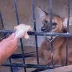 No entanto, o animal conseguiu escapar e voltar para a mata, onde permaneceu até ser resgatado na quarta-feira, com a ajuda de voluntários. (Foto: ONG Associação Mata Ciliar)