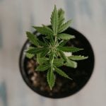 Estudo aponta que uso de maconha pode causar psicose (Foto: Unsplash)