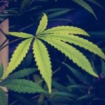 A pesquisa, que analisou dados genéticos de mais de 144 mil pessoas, aponta que o consumo de Cannabis recreativa de alta potência é um fator de risco maior para o desenvolvimento de surtos psicóticos do que a predisposição genética (Foto: Unsplash)