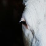 O trabalhador rural morto havia levado leite colhido para o patrão e tomado café da manhã com ele antes de voltar ao curral para pegar mais leite das vacas. (Foto: Unsplash)