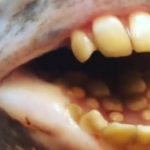 "Ele tem dente também em cima do céu da boca, e esses dentes são todos arredondados, então ele esmigalha conchas, caramujos, caranguejos"., completou. (Foto: Reprodução/YouTube)