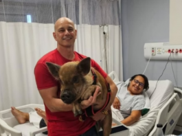 Adalgysa é uma porca que faz “pet terapias” em hospitais de Santos (SP), com o objetivo de gerar bem-estar aos pacientes. (Foto: Wilson Rodrigues/Instituto TauPet)