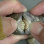 O "g1" conversou com um biólogo especialista em peixes que explicou que se trata de um sargo-de-dentes, peixe comum no litoral brasileiro. (Foto: Divulgação/Texas Parks and Wildlife Department)