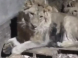 Um incidente ocorrido no Lion Park, um zoológico privado situado em Parkent, Uzbequistão, resultou na morte do zootecnista F. Iriskulov, de 44 anos, após um ataque de três leões. (Foto: Reprodução)