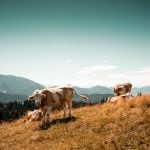 A testemunha decidiu investigar o que havia acontecido e, por volta das 6h35, encontrou o parceiro caído inconsciente ao lado de uma das vacas. (Foto: Unsplash)