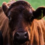 Ao afastar o corpo do colega, viu que havia uma camisinha no pênis dele, além de uma embalagem de preservativo ao lado. Isso sugeriu que, antes de morrer, ele havia tentado estuprar uma das vacas e tomado um coice do animal. (Foto: Unsplash)