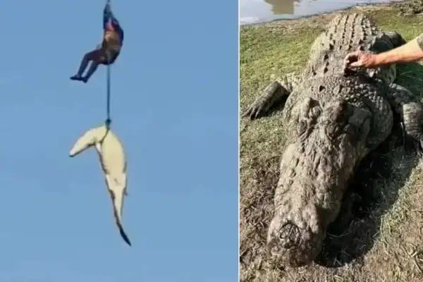 Perícia investiga se empresário foi atacado vivo ou apenas devorado por crocodilo após afogamento