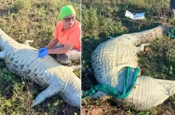 Autoridades confirmam identificação de restos mortais encontrados no estômago de crocodilo