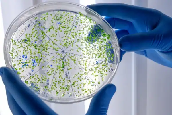 Bactéria detectada em lotes de Ypê e Crystal emprega mecanismo de sobrevivência