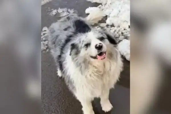 Cão com 1,5 milhão de seguidores é sequestrado e servido como refeição em restaurante